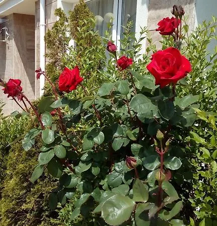 In Rodina 1 سفيتي فلاس